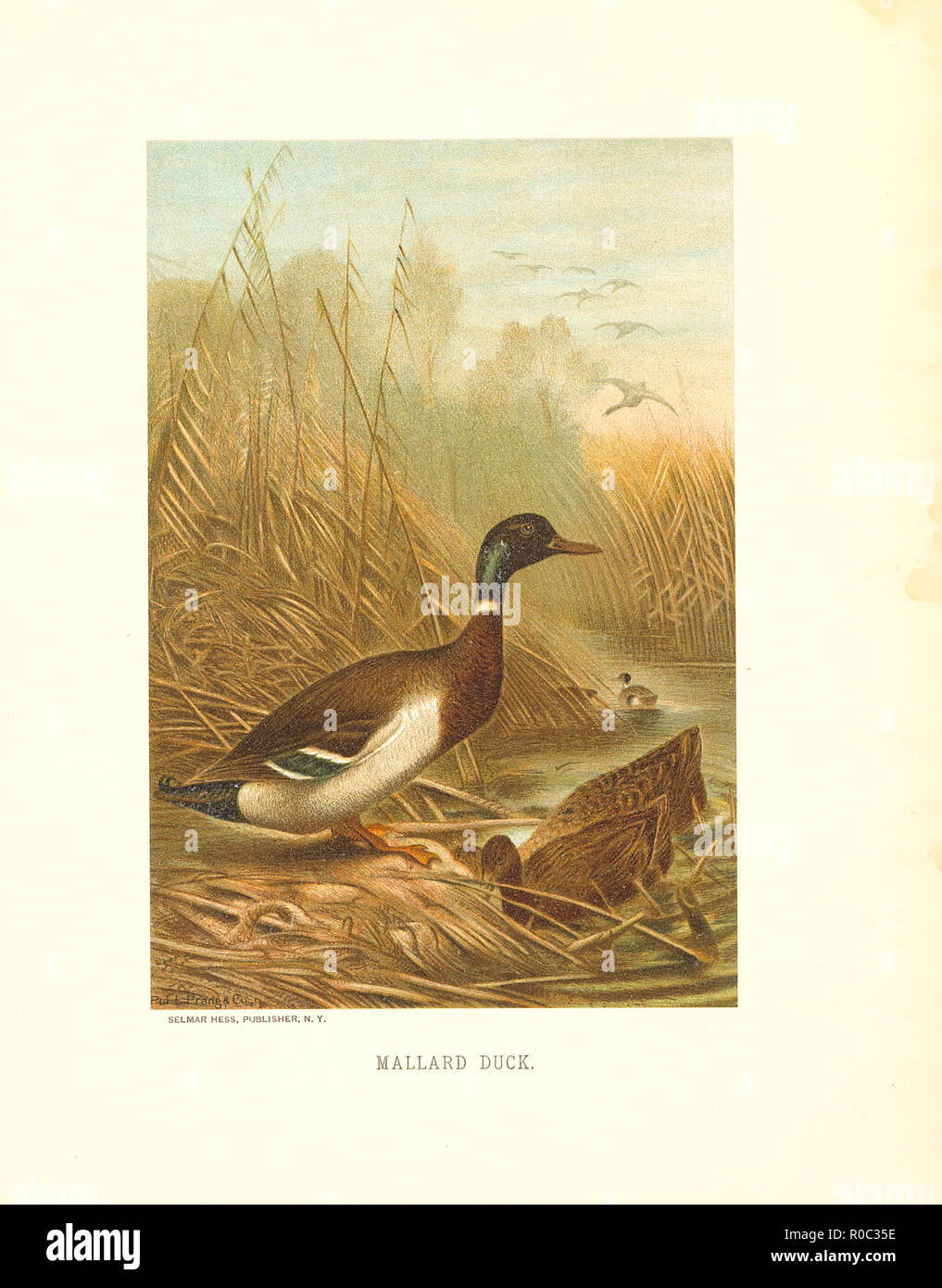 Mallard Duck, Selmar Press Publisher, NY, 1898 Stock Photo