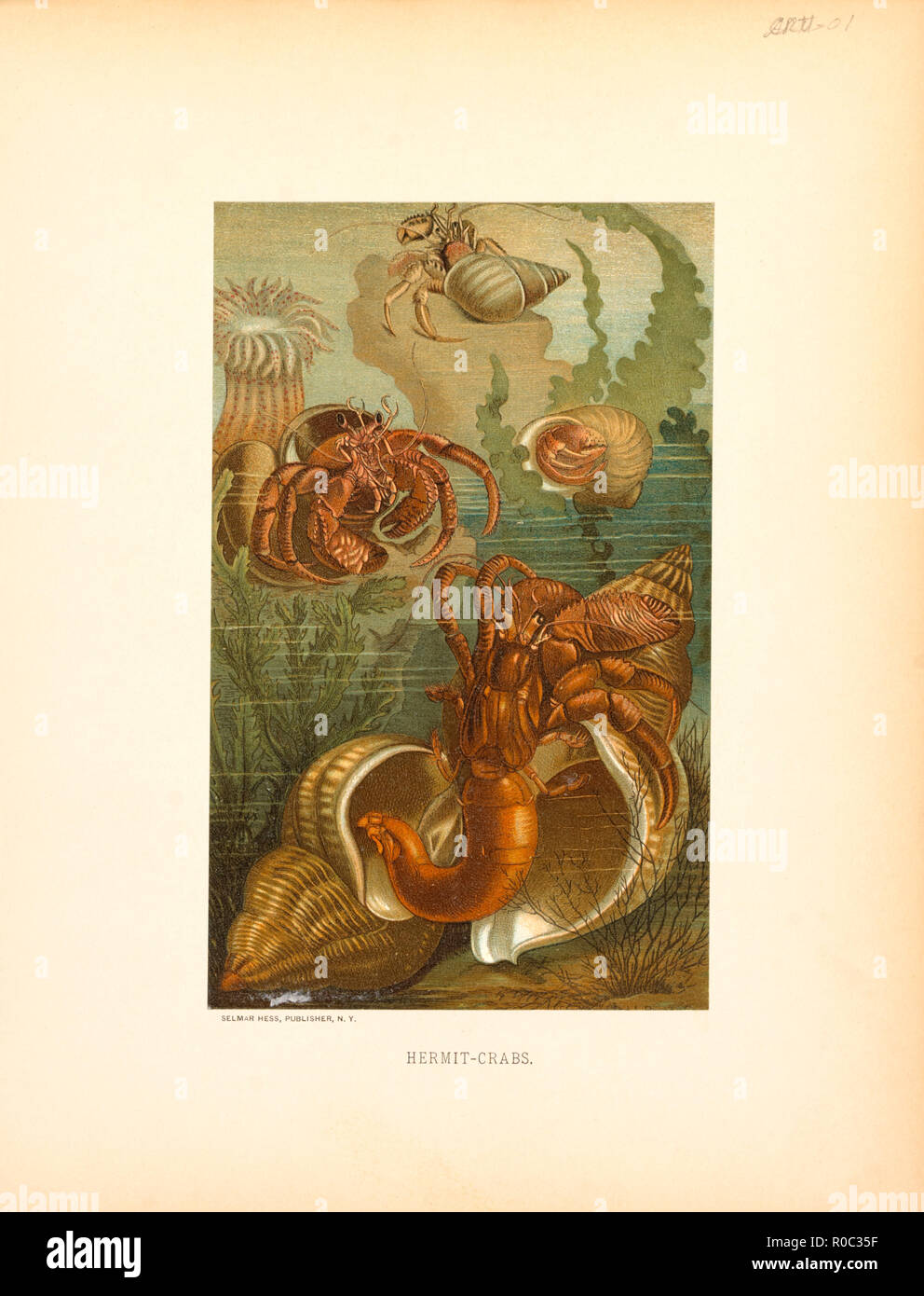 Hermit-Crabs, Selmar Press Publisher, NY, 1898 Stock Photo