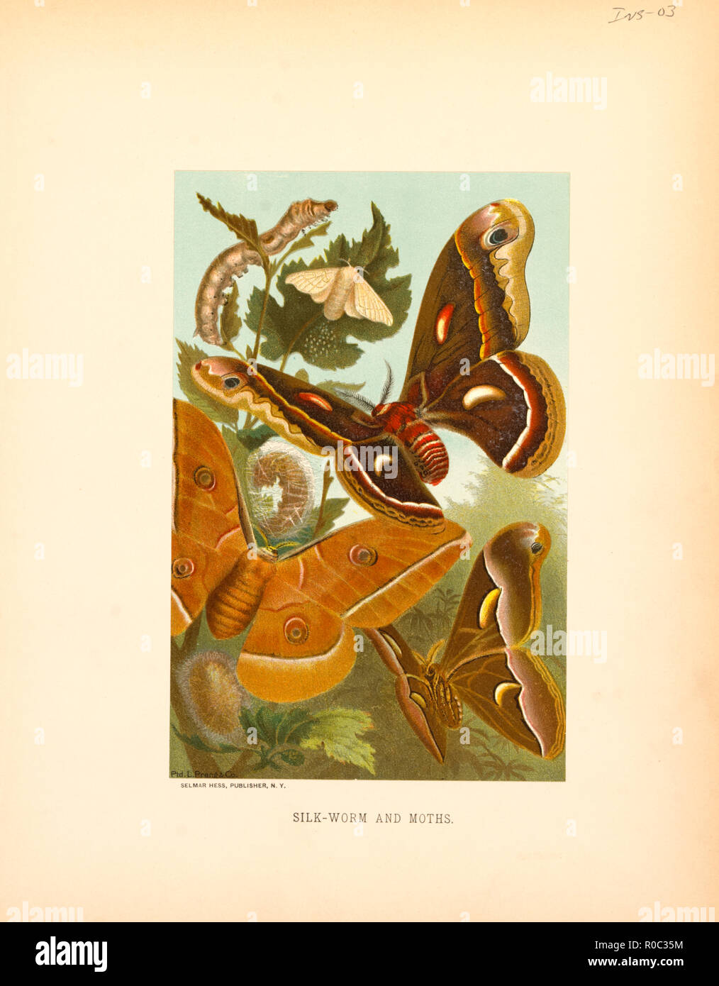 Silk-Worm and Moths, Selmar Press Publisher, NY, 1898 Stock Photo