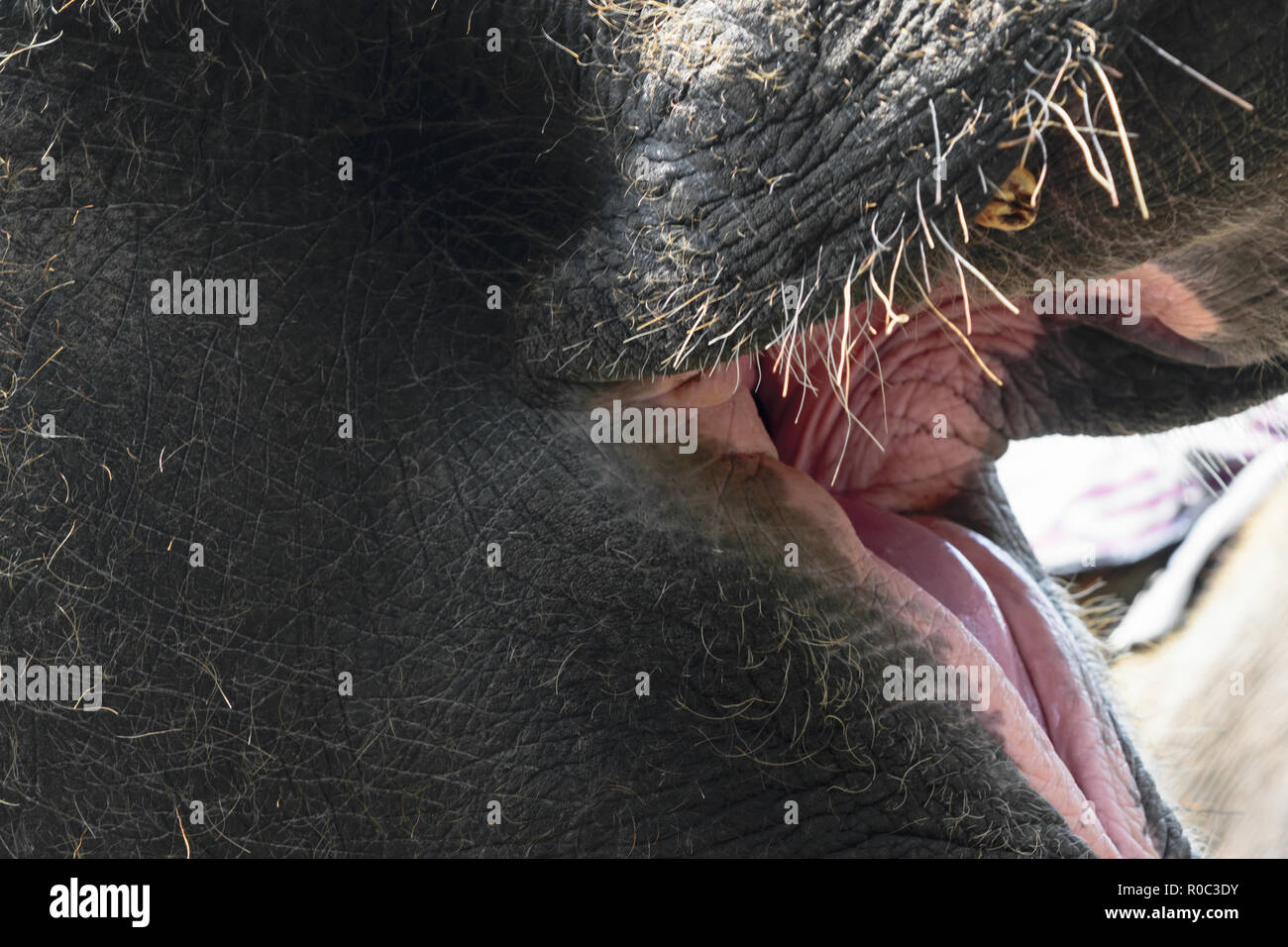 Part of the head of huge Sumatra elephant with lifted trunk and wide open mouth Stock Photo