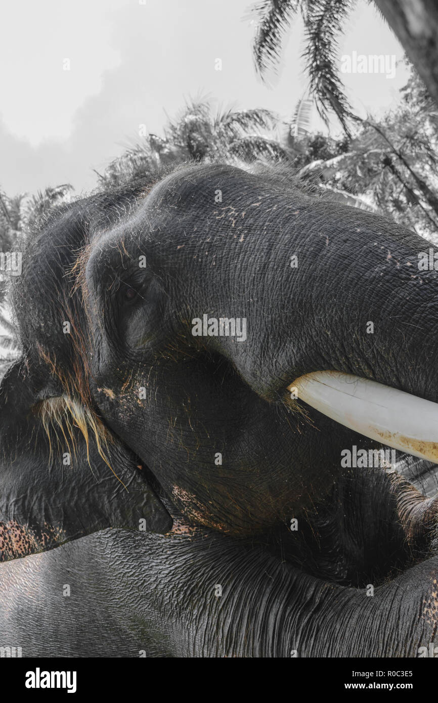 Profile view of giant Sumatra elephant with big tusk sitting in front of black and white jungle background Stock Photo