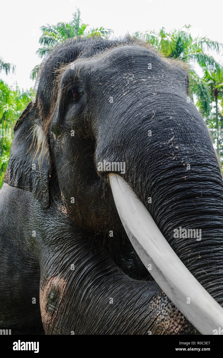 Profile view of giant Sumatra elephant with big tusk sitting in front of green jungle background Stock Photo