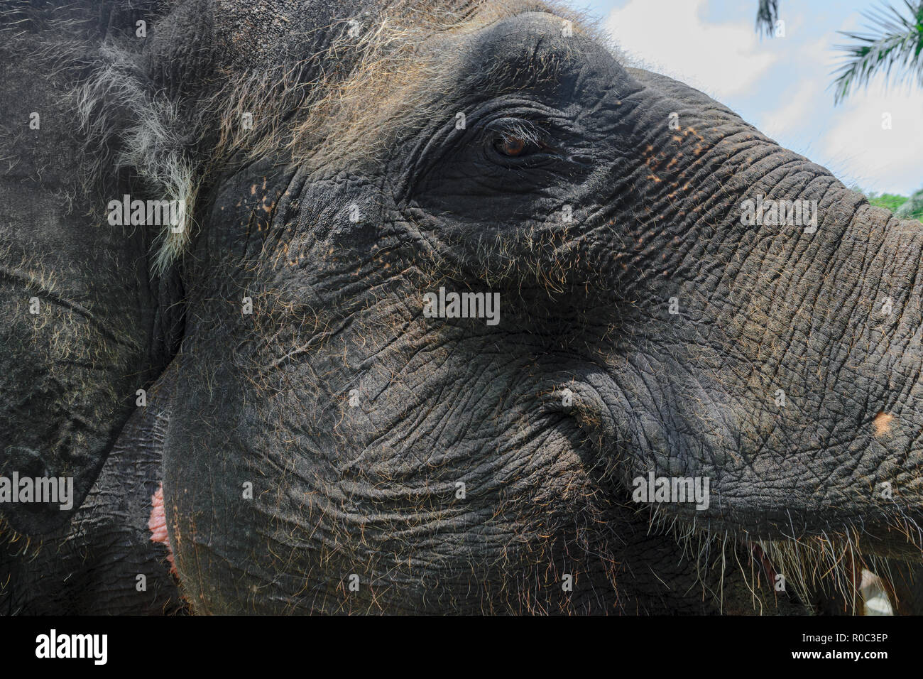 Profile view of huge Sumatra elephant trying to reach something with his trunk Stock Photo