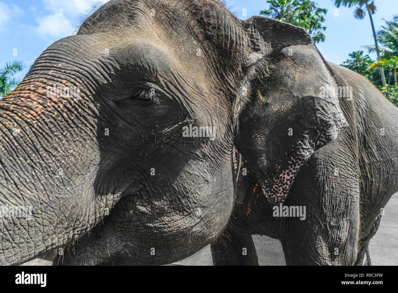 Profile view of huge Sumatra elephant trying to reach something with his trunk Stock Photo