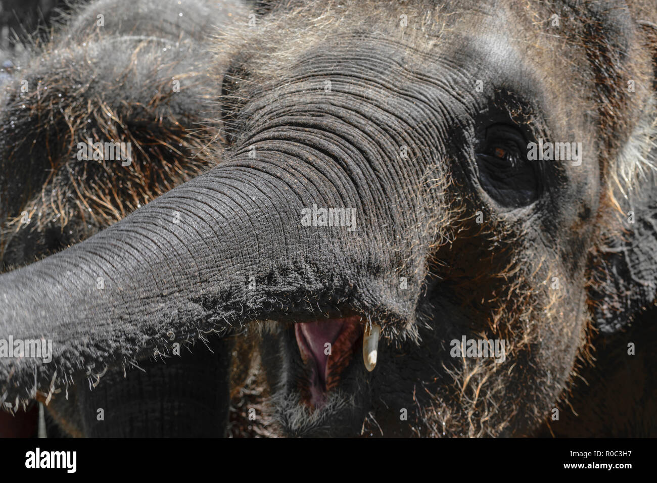 Two young and hairy Sumatra elephants trying to reach something with trunks Stock Photo