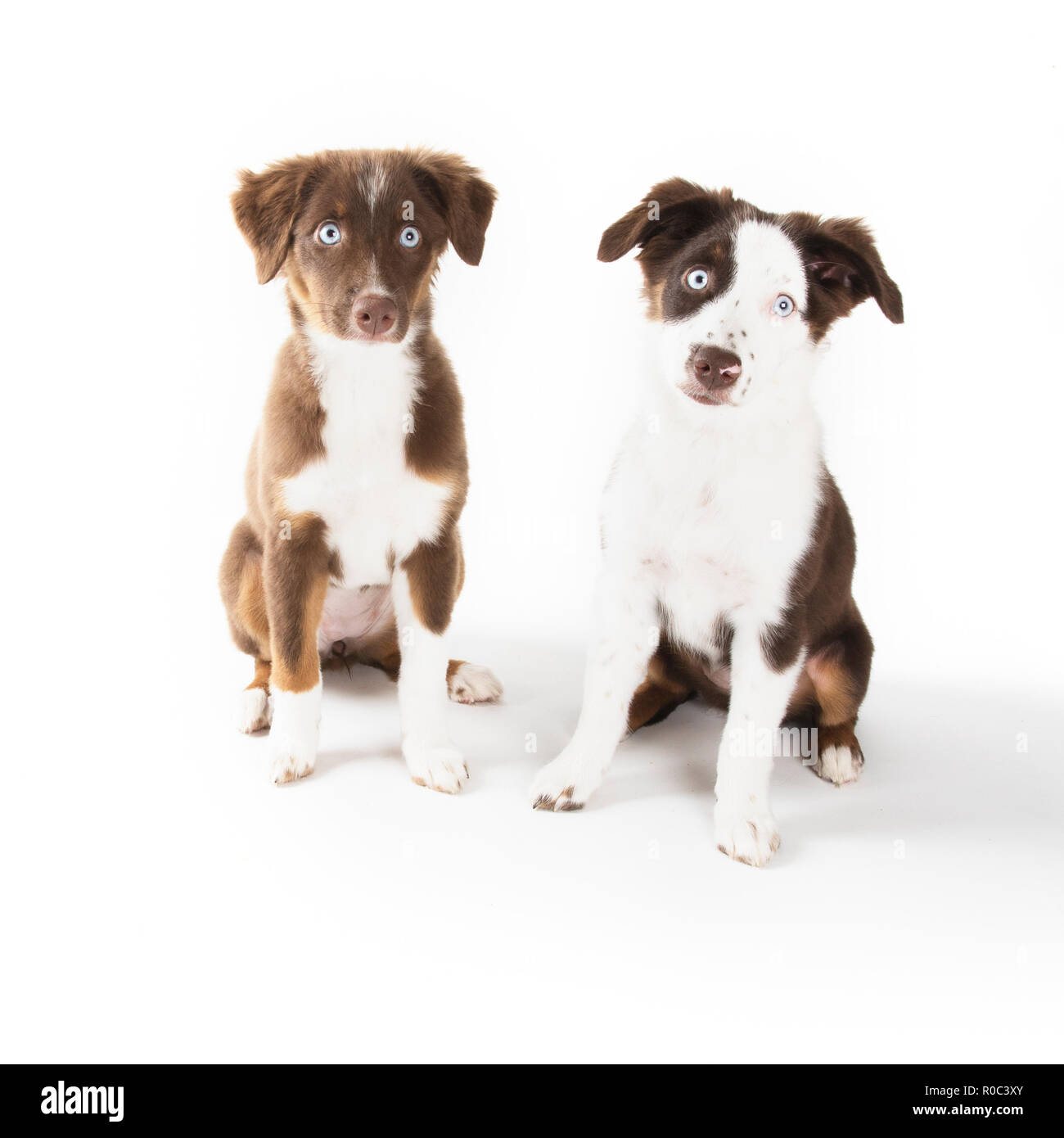 Two Cute Miniature Australian Shepherd Puppies Isolated On White Stock Photo Alamy