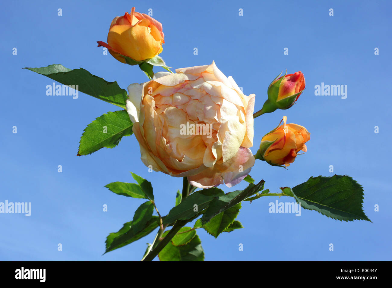 Lady of Shallot - English Scrub Rose Stock Photo