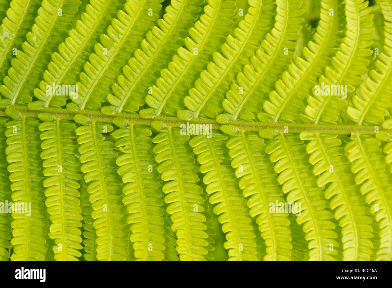 Close up view of a fern leaf UK Stock Photo Alamy