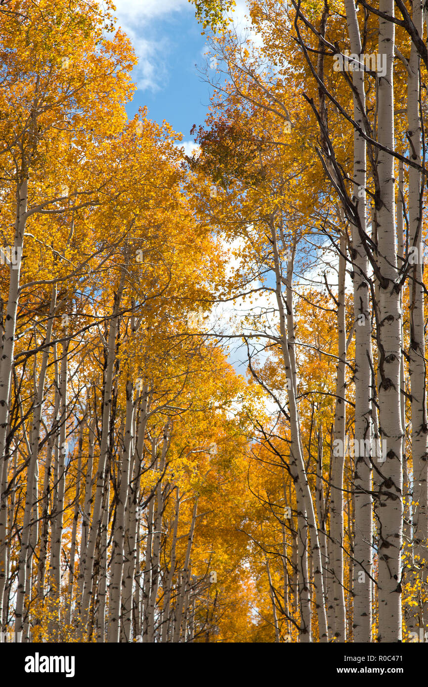 Autumn aspen trees along Battle Pass Scenic Byway in Wyoming Stock