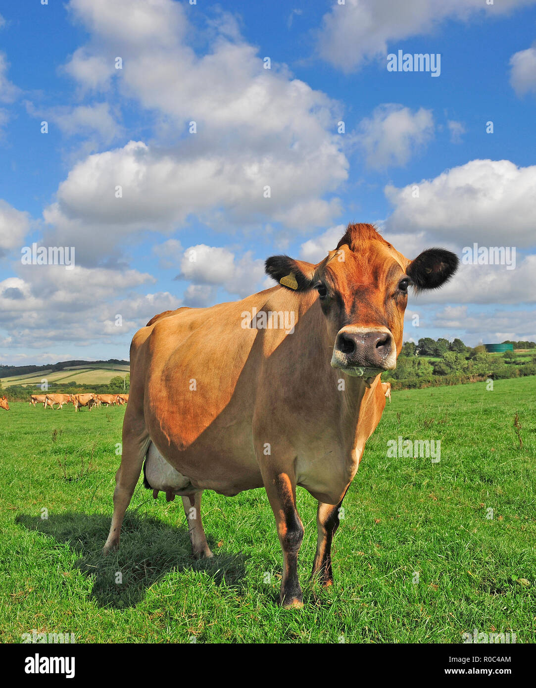 jersey cow in field Stock Photo