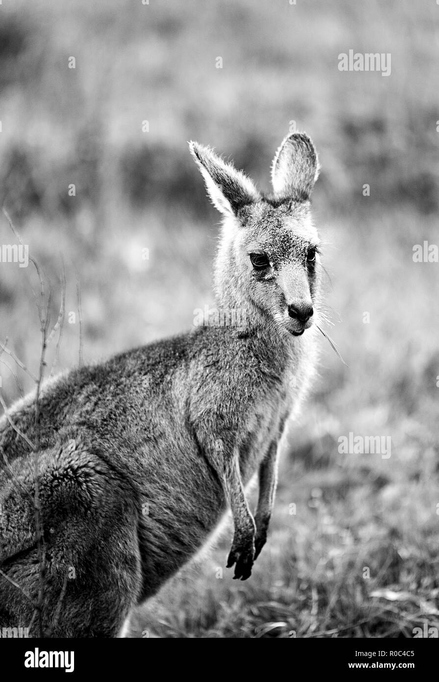 Kangaroo face Black and White Stock Photos & Images - Alamy