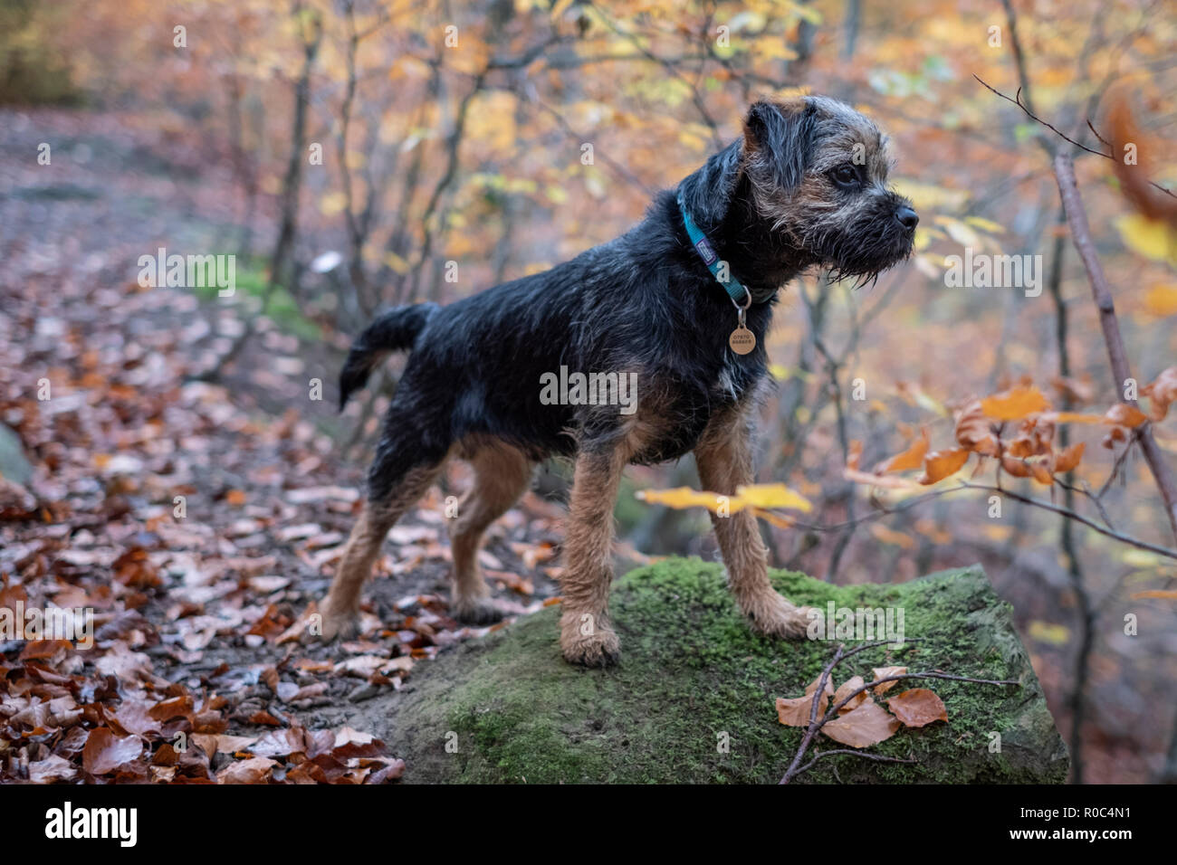 blue and tan border terrier puppy