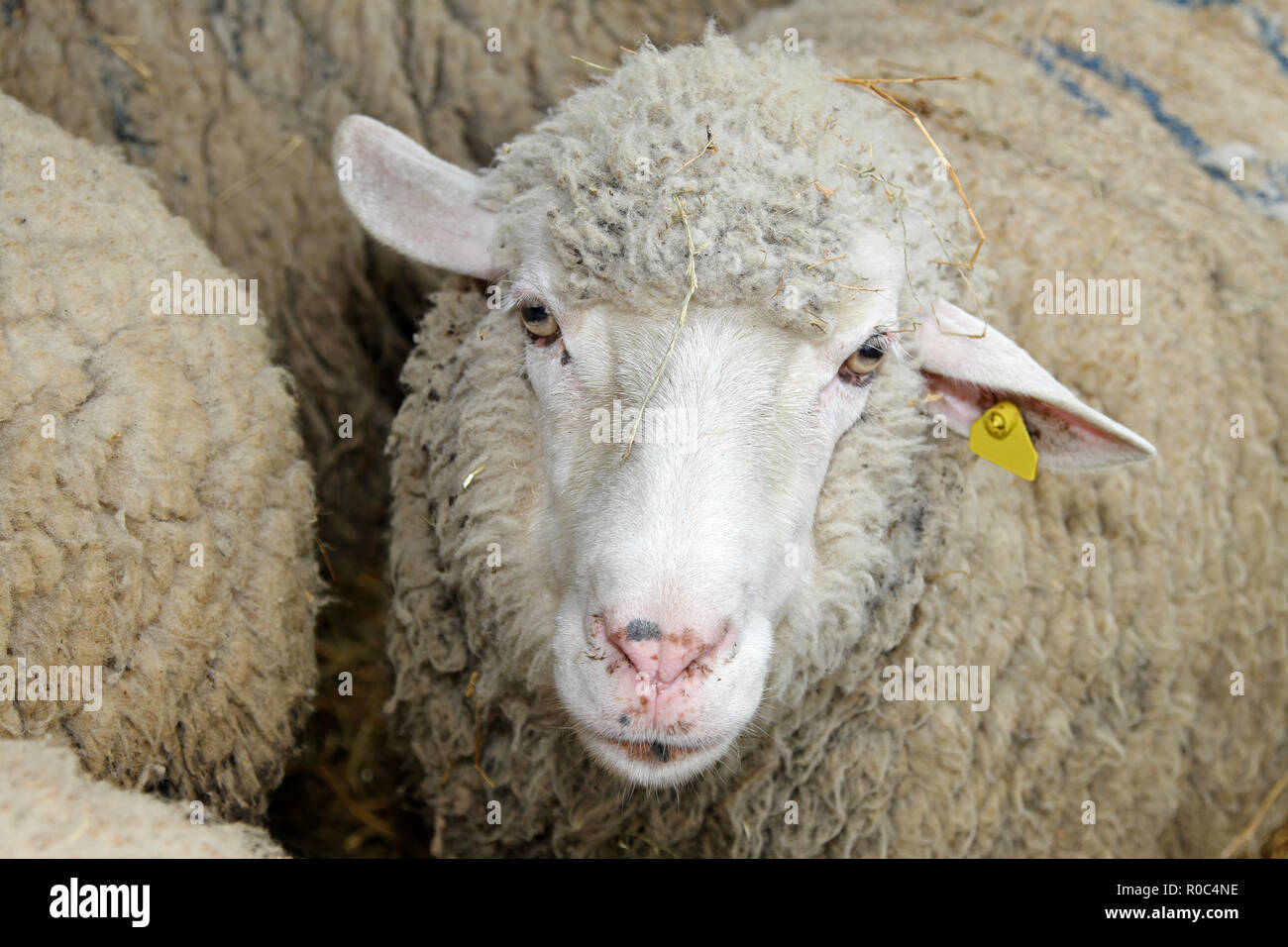 Portrait of sheep in pen at farm Stock Photo