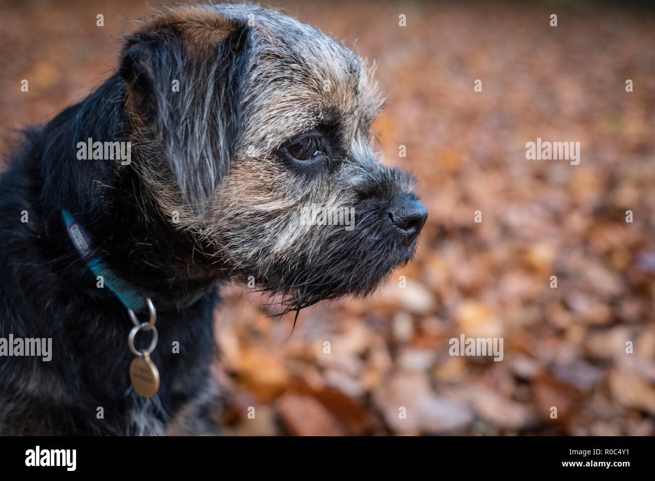 A Blue and Tan Border Terrier Puppy Dog Stock Photo - Alamy