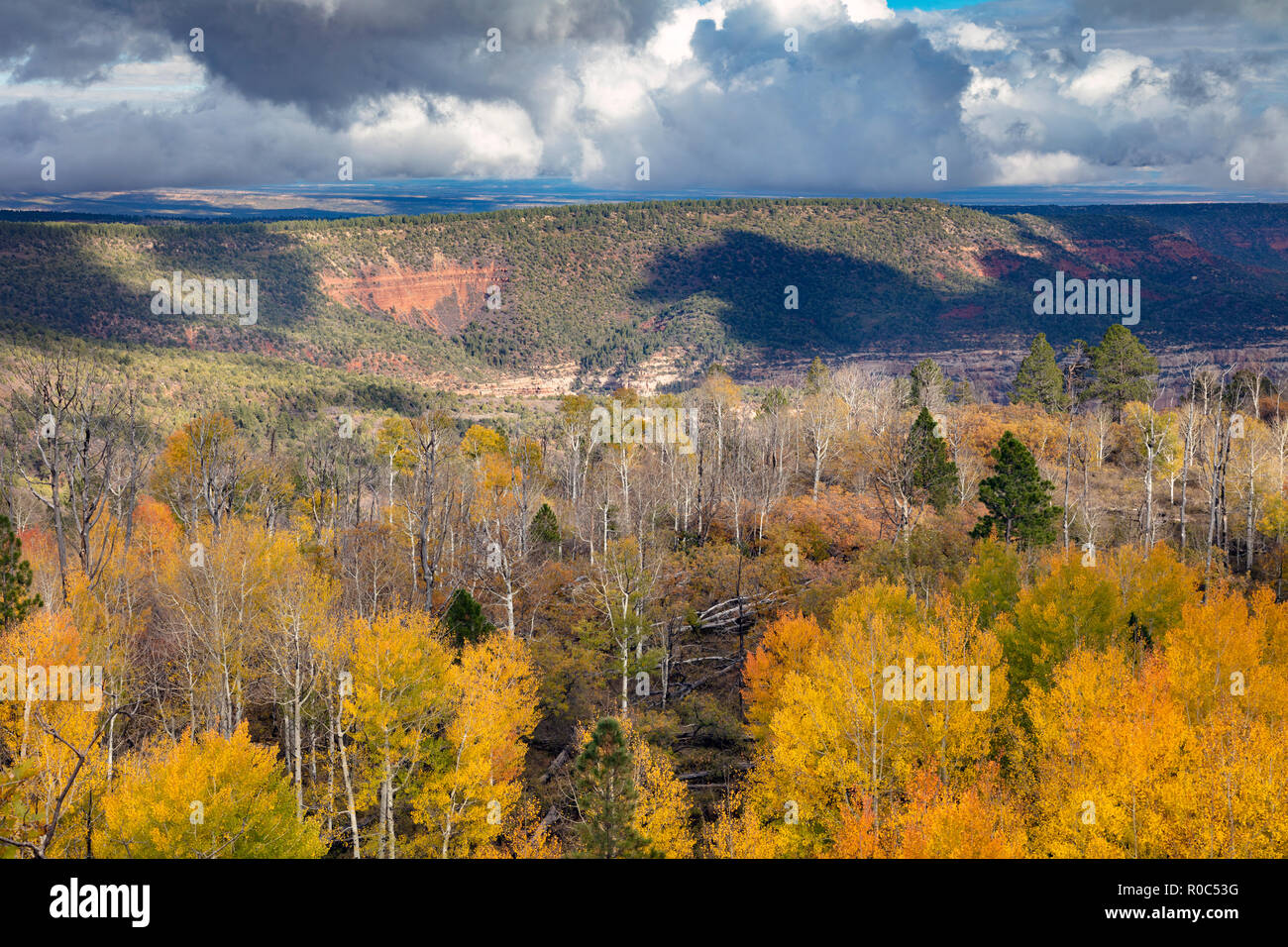 Changing Aspen - Southern Utah Mountains Stock Photo