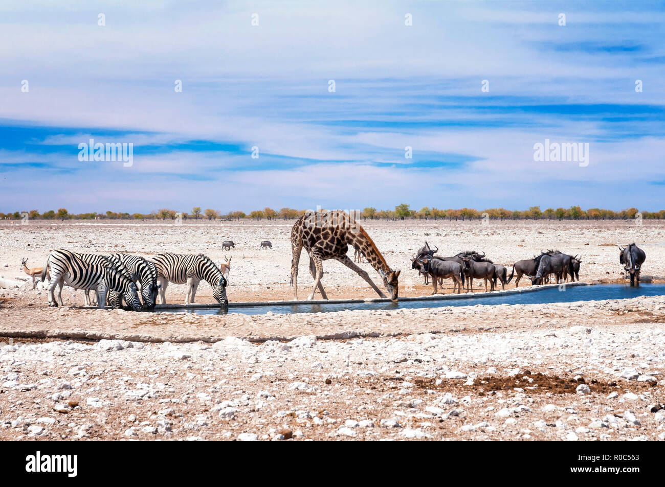 Etosha National Park is a national park in northwestern Namibia. The park was proclaimed a game reserve on March 22, 1907. Stock Photo