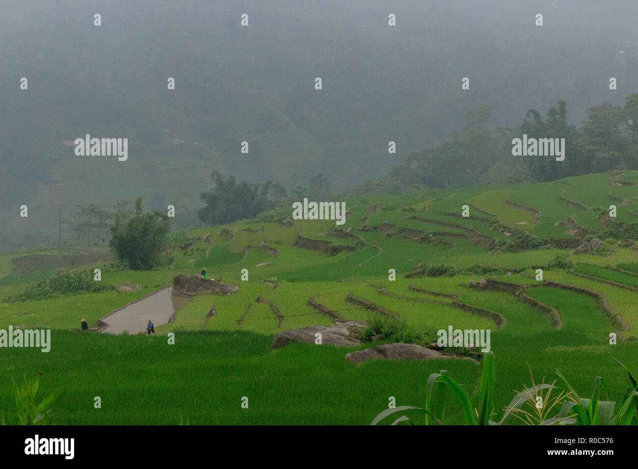 lush green rice fields in sapa vietnam Stock Photo - Alamy