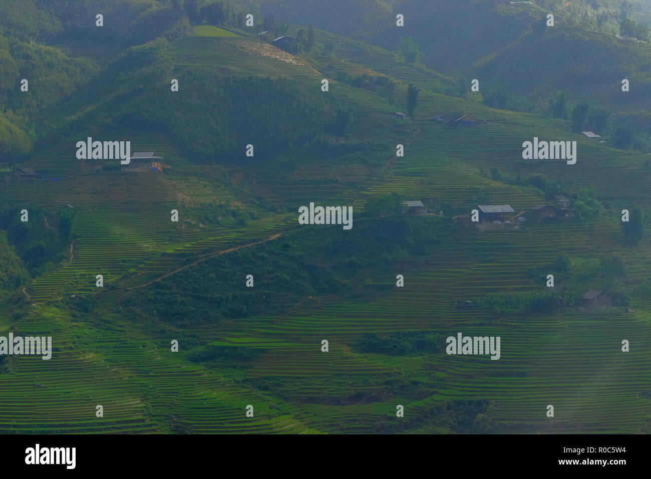 lush green rice fields in sapa vietnam Stock Photo - Alamy