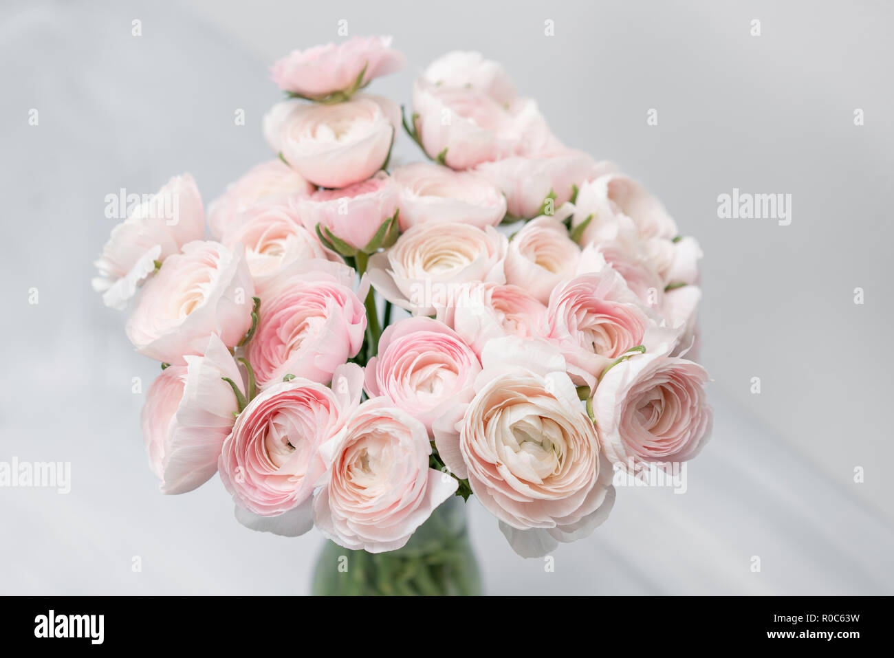 Pink Ranunculus Assistant Ranunculus Asiaticus Hd Wallpaper Ranunculus 1080P, 2K, 4K, 5K HD