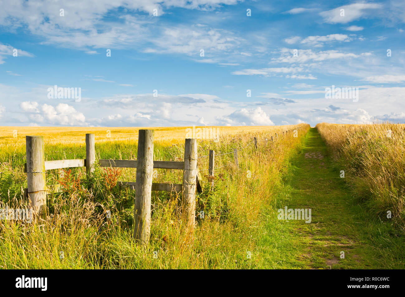 Path through Fields of Barley near Findlater Castle in Aberdeenshire Scotland Stock Photo