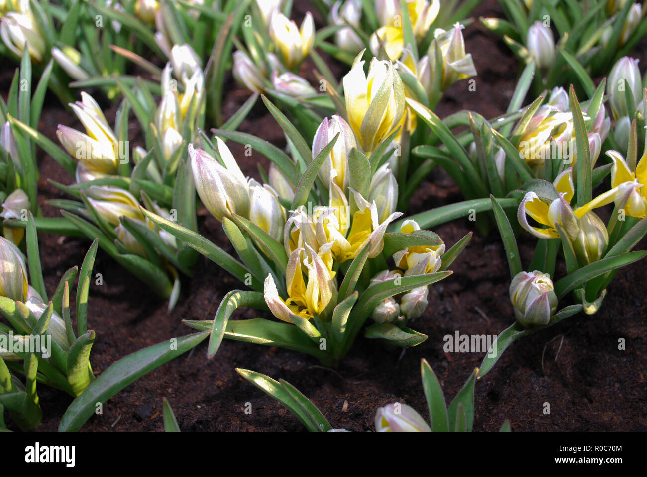 Wild tulip Tulipa tarda flowering in spring. Spring time in Netherlands. Stock Photo