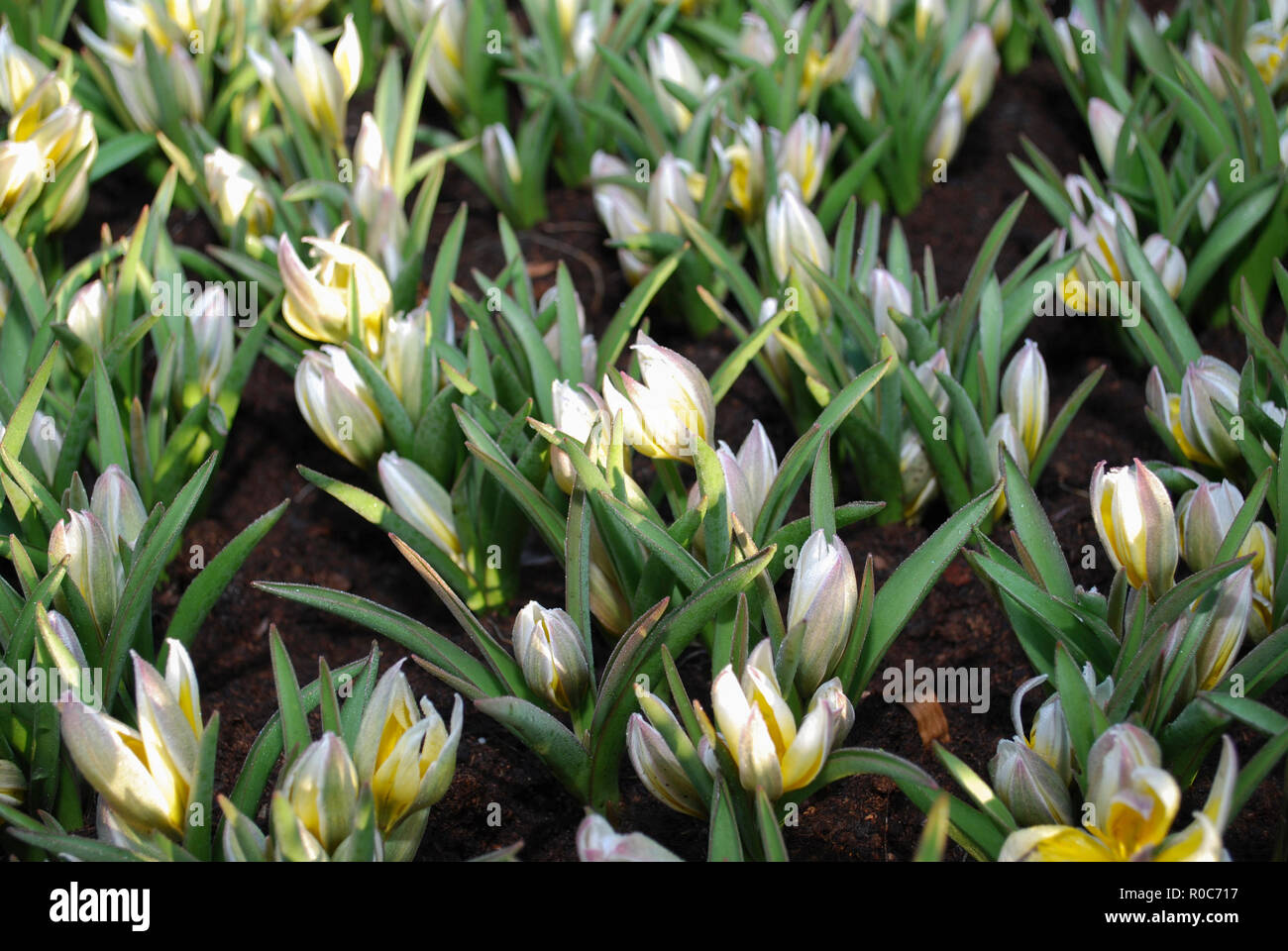 Wild tulip Tulipa tarda flowering in spring. Spring time in Netherlands. Stock Photo