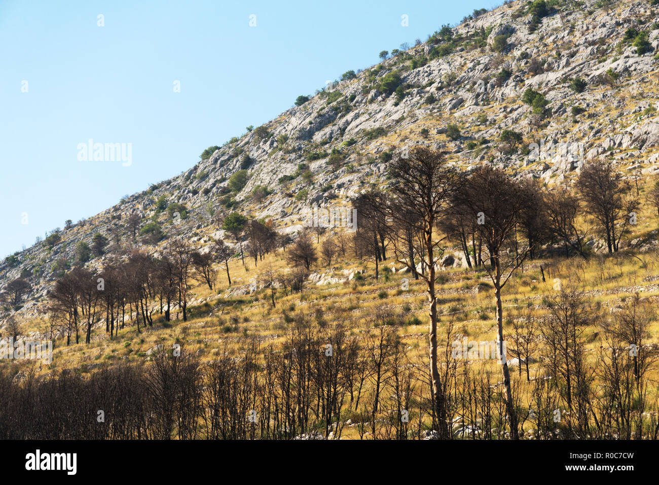 Scorched forest on the hill. Forest fires. Stock Photo