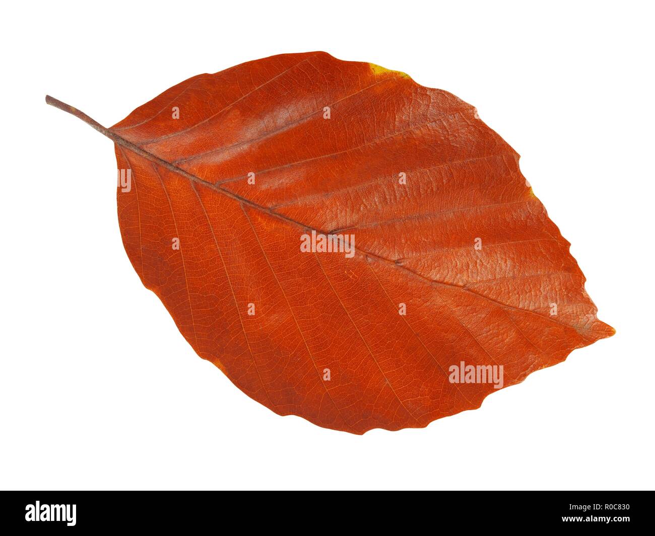 Autumn leaf isolated on white background Stock Photo - Alamy