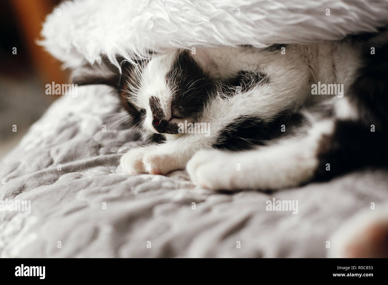 Cute kitty sleeping in santa hat on bed in festive room. Merry Christmas concept. Atmospheric image. Season's greetings. Space text. Adorable kitten n Stock Photo