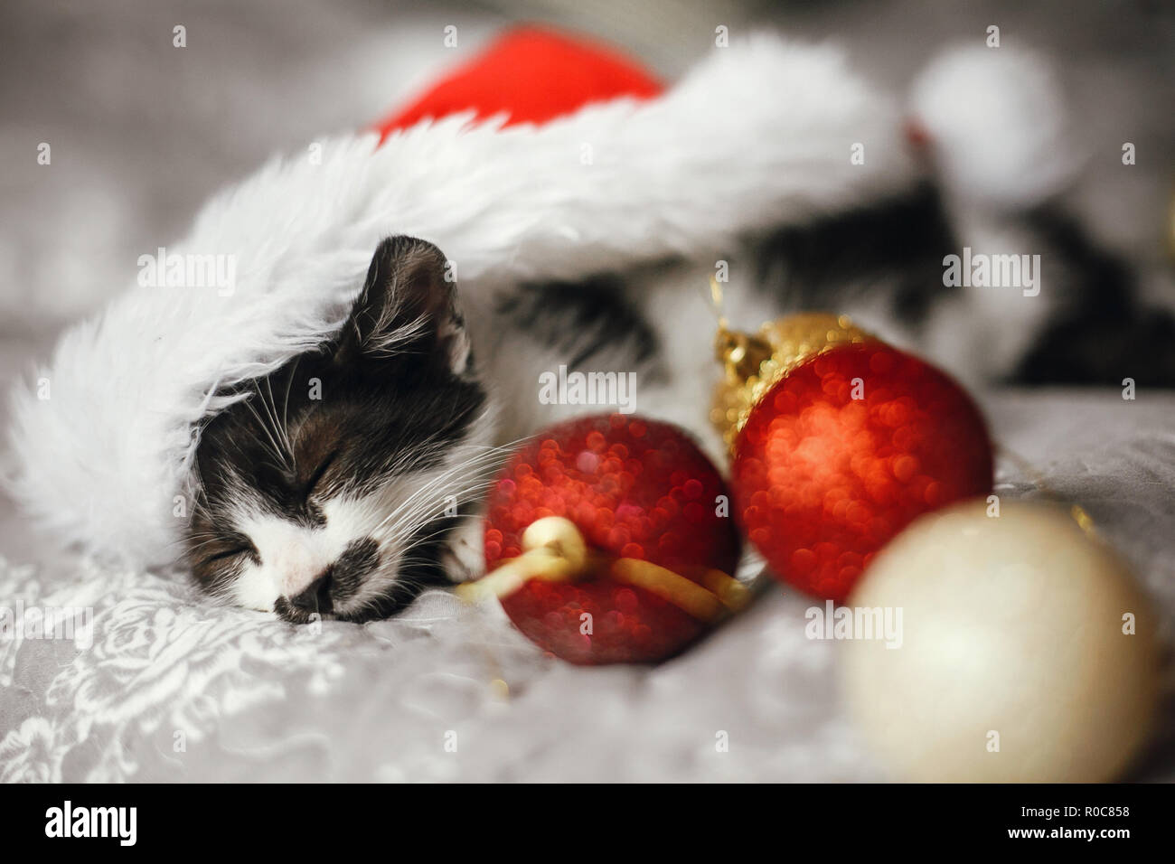 Cute kitty sleeping in santa hat on bed with gold and red christmas ornaments in festive room. Merry Christmas concept. Adorable funny kitten napping. Stock Photo