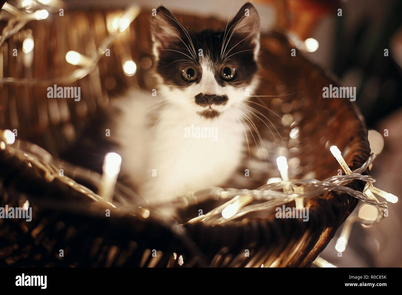 Cute kitty sitting in basket with garland lights under christmas tree in rustic room. Adorable funny kitten with amazing eyes. Merry Christmas concept Stock Photo