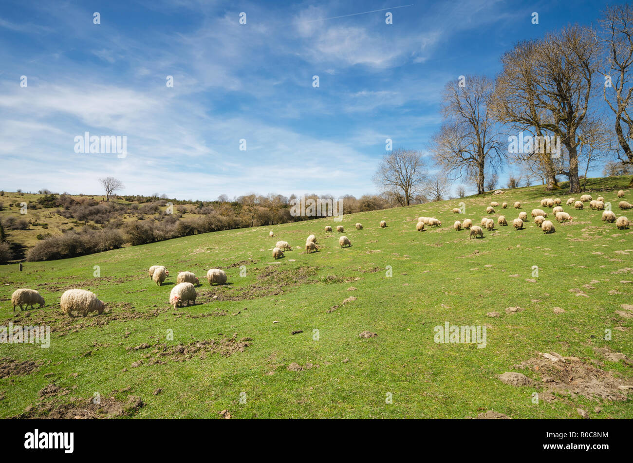 Flock of sheep grazing on mountain meadow Stock Photo - Alamy