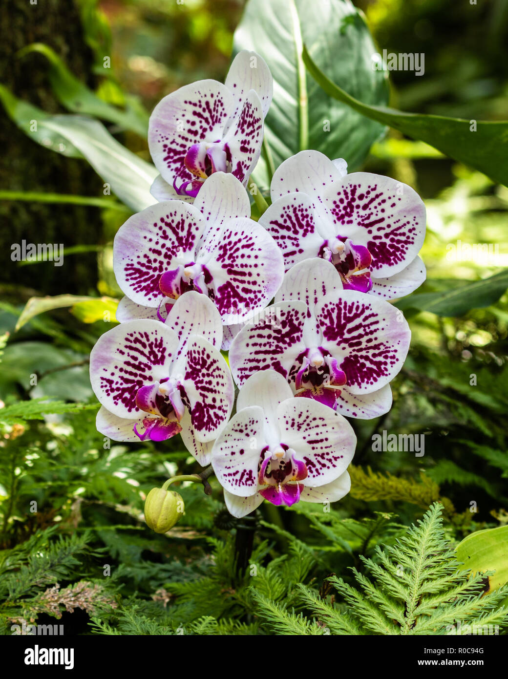 Bunch of phalaenopsis (moth shaped) orchids at Botanical garden in Hilo, Hawaii. White petals speckled with purple. Stock Photo