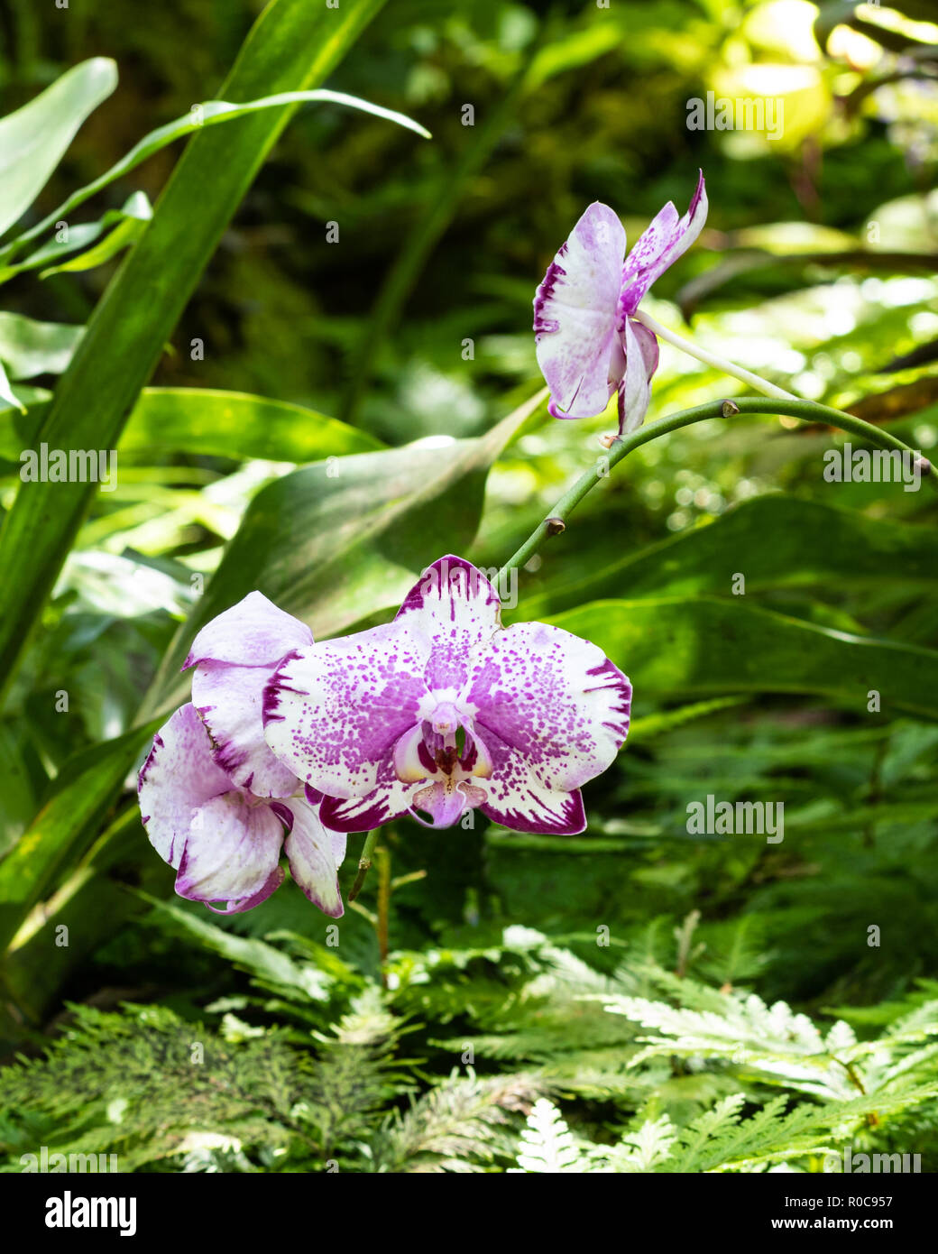 Bunch of phalaenopsis (moth shaped) orchids at Botanical garden in Hilo, Hawaii. White petals with purple accents and pink speckles; ferns and green l Stock Photo