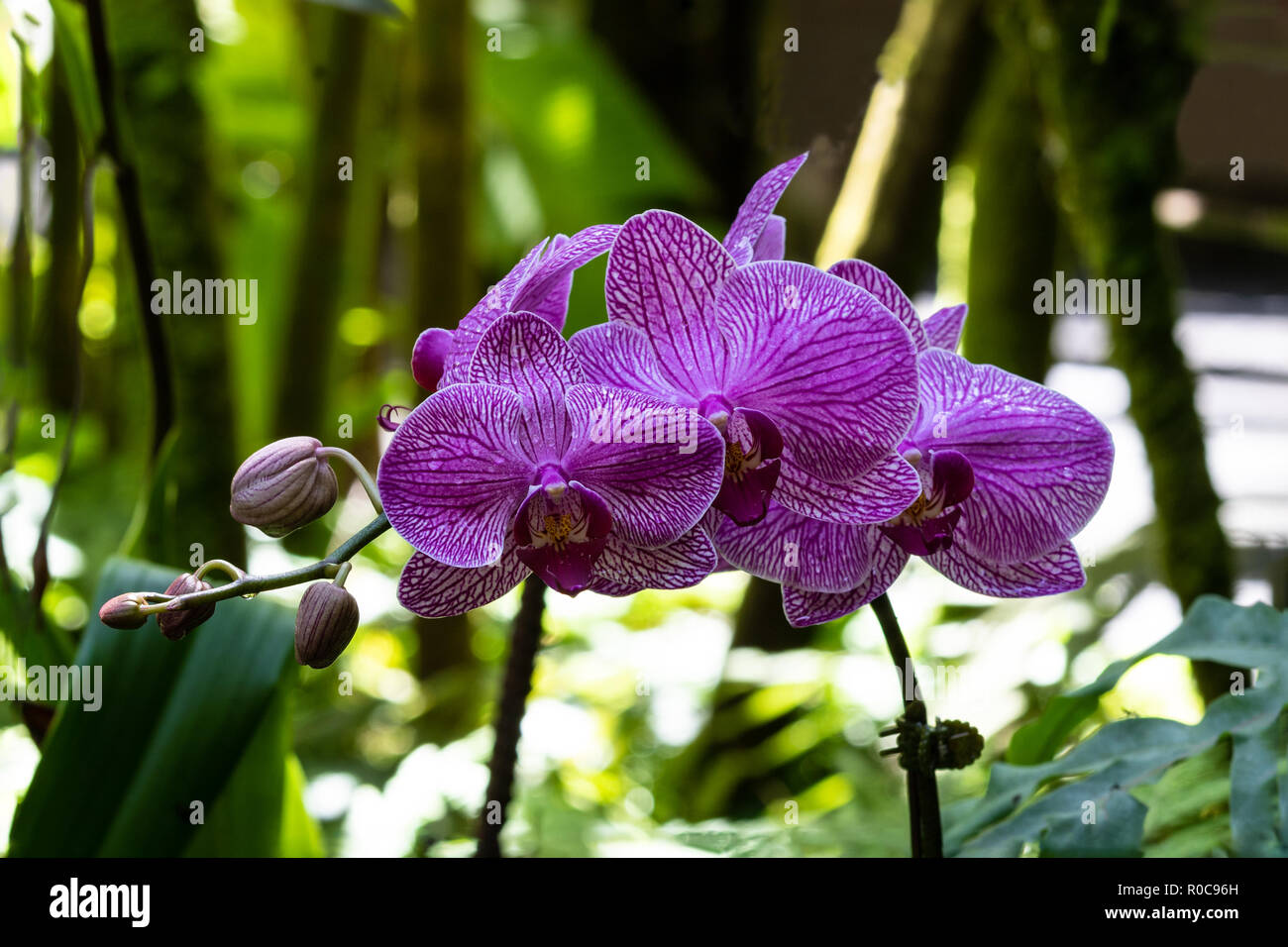 Bunch of phalaenopsis (moth shaped) orchids at Botanical garden in Hilo, Hawaii. Dark purple striped petals; ferns and green leaves in background. Stock Photo