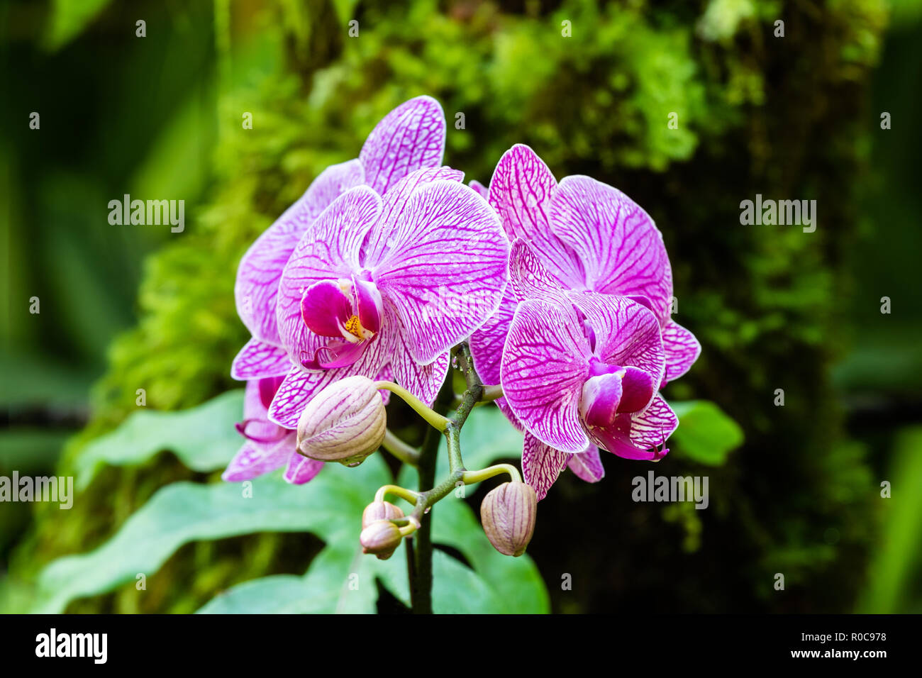 Bunch of phalaenopsis (moth shaped) orchids at Botanical garden in Hilo, Hawaii. Pink striped petals; ferns and green leaves in background. Stock Photo