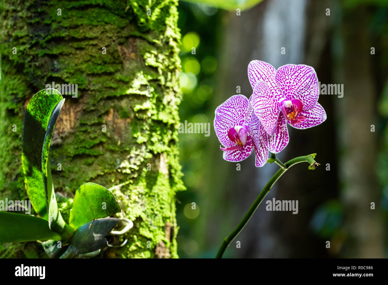 Pair of phalaenopsis (moth shaped) orchids at Botanical garden in Hilo, Hawaii. White petals speckled with pink; tree covered with moss. Stock Photo