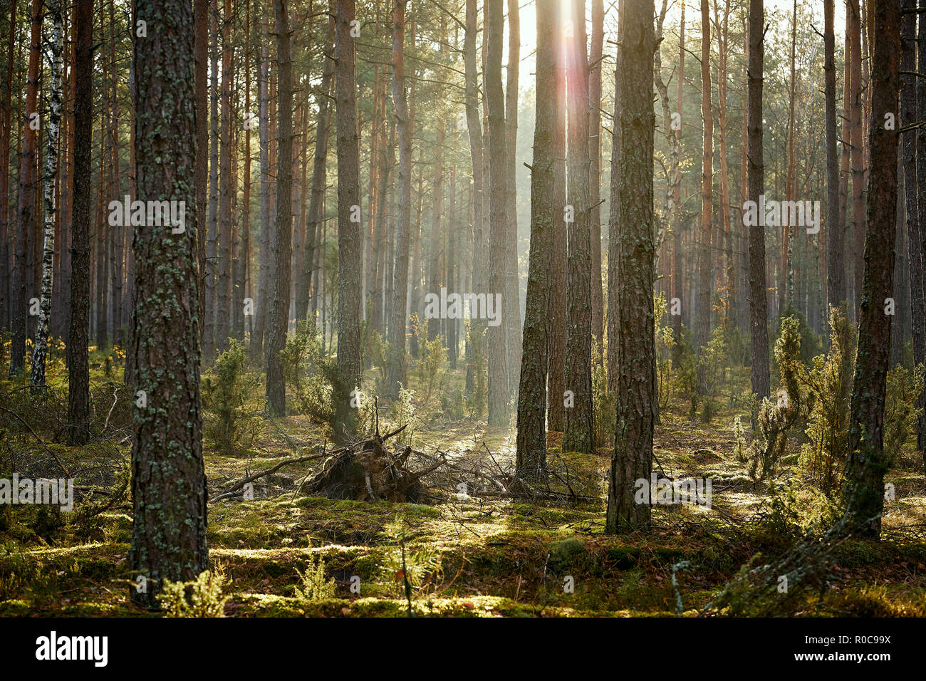 tall trees in a beautiful pine forest in an autumn morning Stock Photo ...