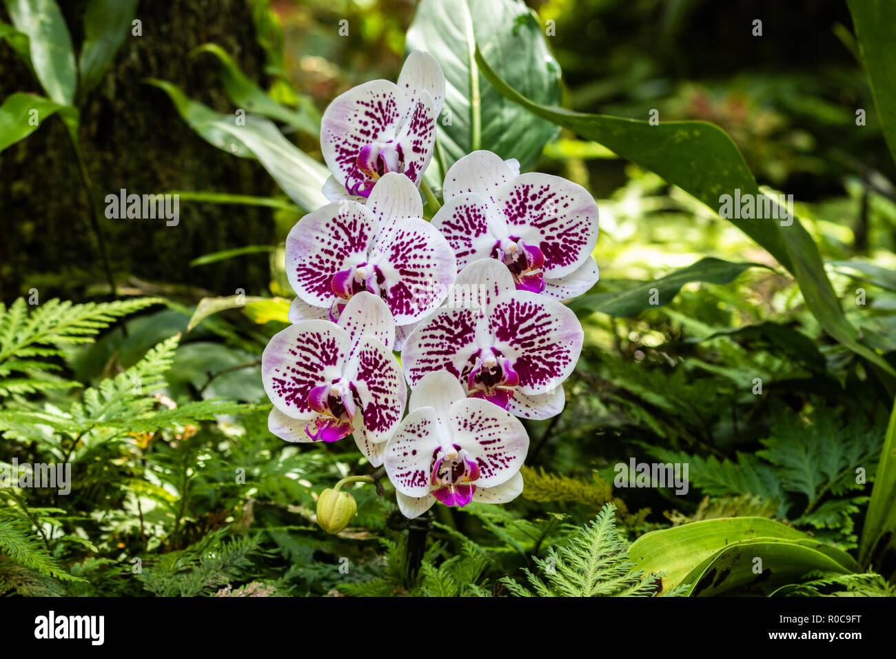 Bunch of phalaenopsis (moth shaped) orchids at Botanical garden in Hilo, Hawaii. White petals speckled with purple. Stock Photo