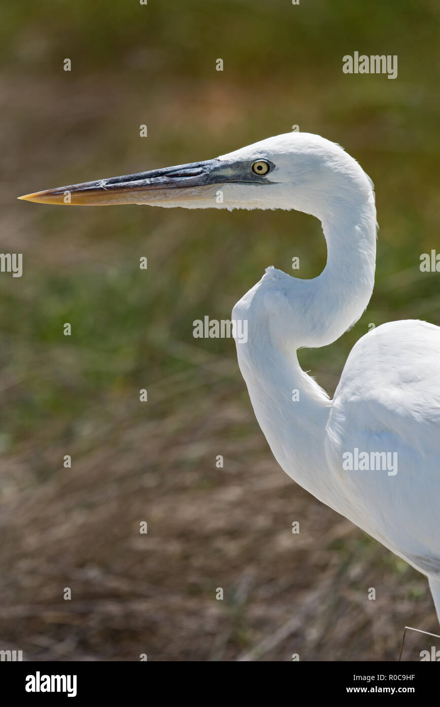 great egret gets a close up head shot, holbox, mexico. Stock Photo