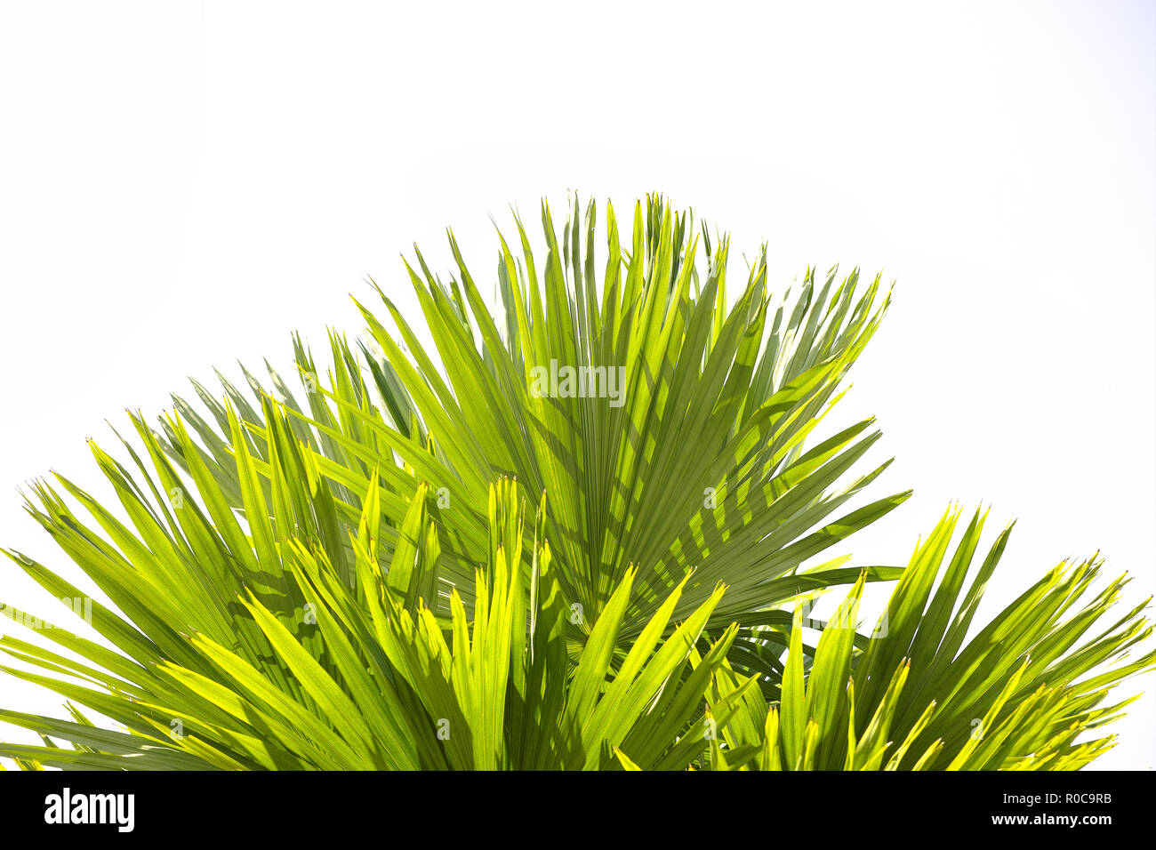 Green palm leaf and branches from under tree on white using as background and wallpaper Stock Photo