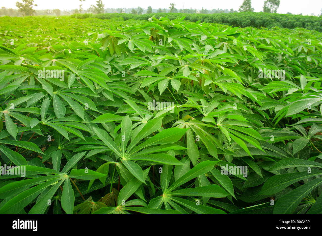 Cassava plantation Northeast of Thailand Stock Photo