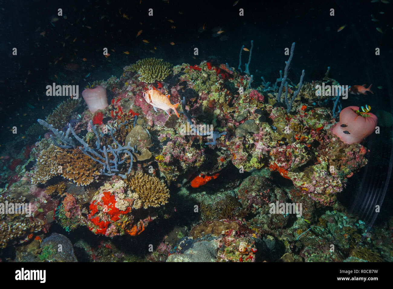 Heteractis crispa, crisp sea anemone Maldives Stock Photo