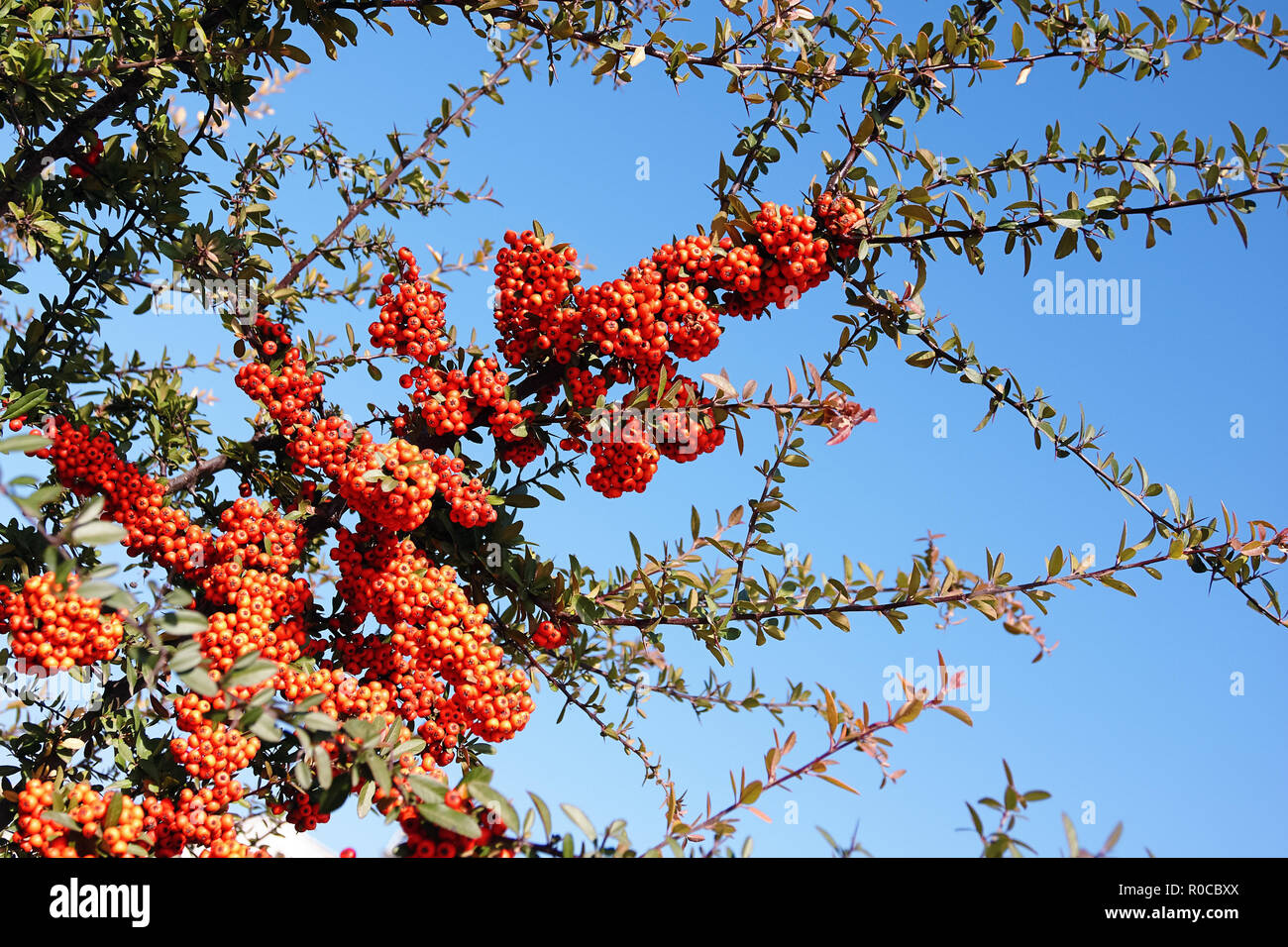 Red rowanberry on the mountain ash tree branch on blue sky background Stock Photo