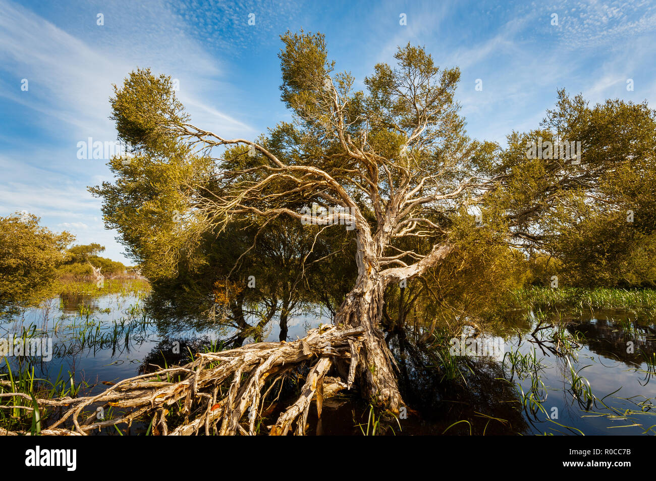 Paperbark Tree at Bool Lagoon. Stock Photo