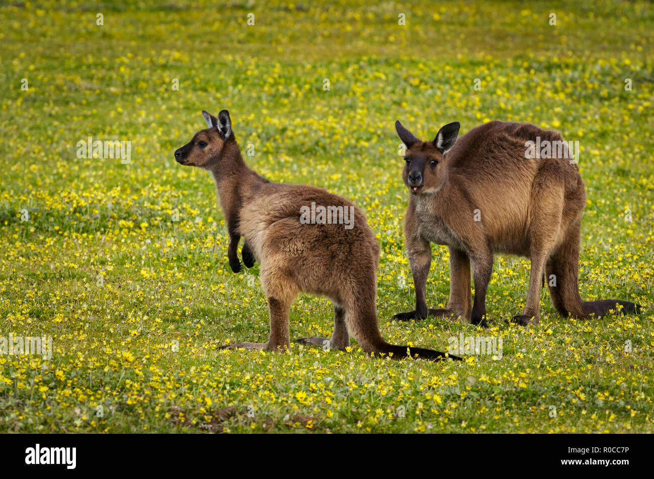 The Western Grey Kangaroo is large species, living mostly in the southern parts of Australia. Stock Photo