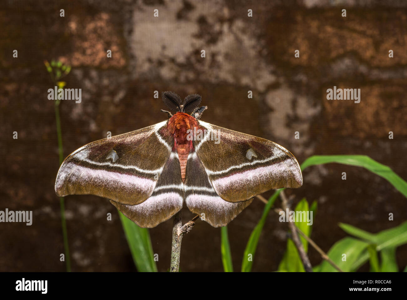 Giant Madagascar emperor moth Stock Photo