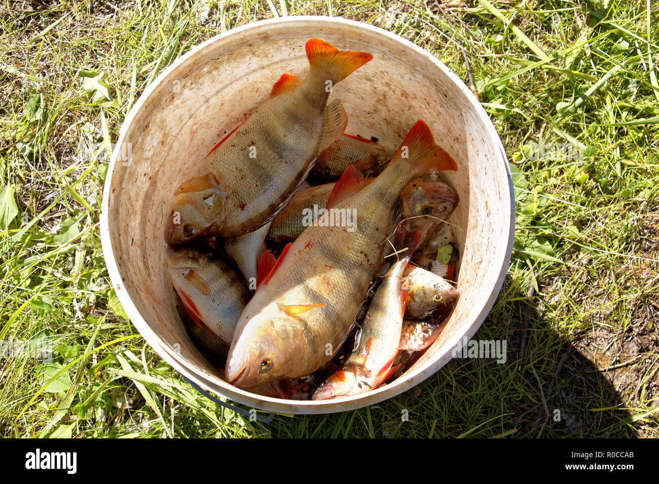 Fisherman's catch - a few large freshwater perch are in a plastic bucket Stock Photo