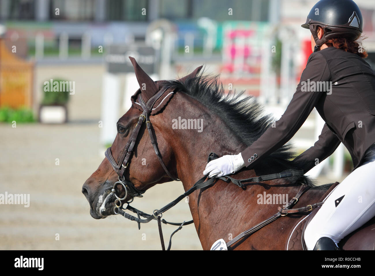 Equestrian training. Young sportswoman taking her course on Show jumping training Stock Photo