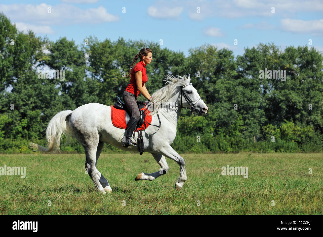 Equestrian training sportswoman with horse Stock Photo